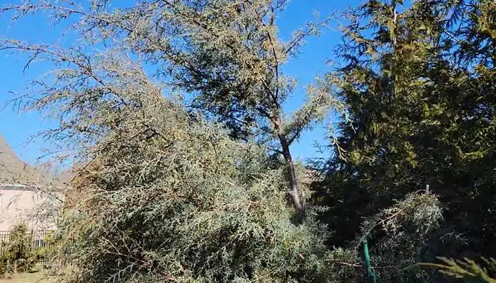 "Carolina Saphire" arizona cypress permanently damaged