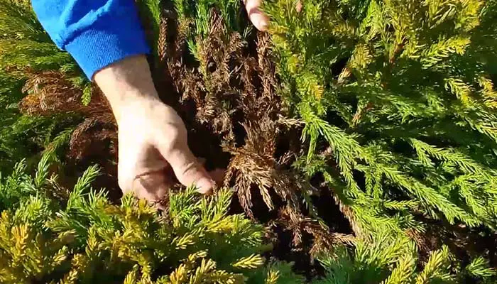 Cryptomeria Globosa Nana Leaves Browning