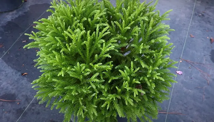 Fix Globosa Nana Cryptomeria Issues