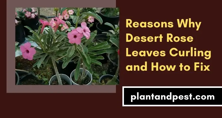 Reasons Why Desert Rose Leaves Curling and How to Fix
