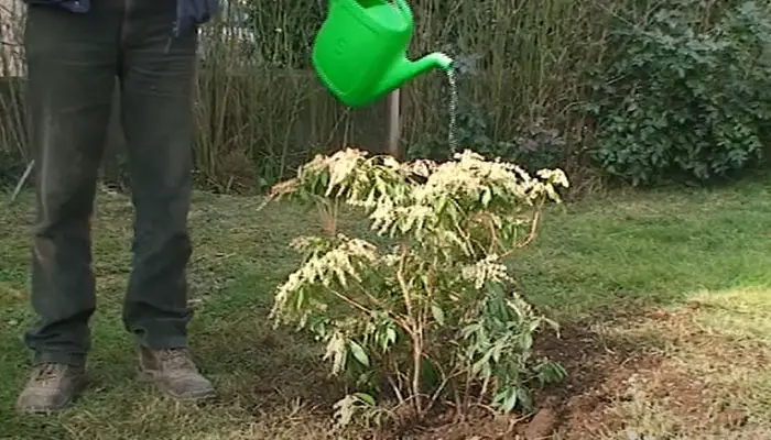 Watering on a Dying Pieris Plant