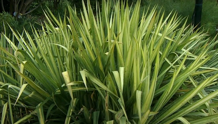 Problems of Yucca