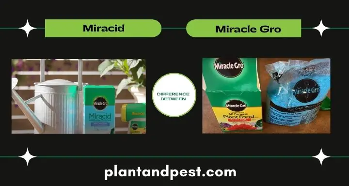 Difference Between Miracid And Miracle Gro
