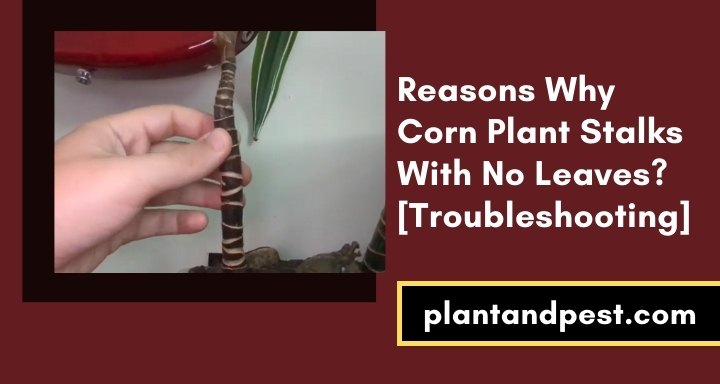 Reasons Why Corn Plant Stalks With No Leaves