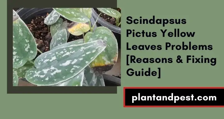 Scindapsus Pictus Yellow Leaves Problems