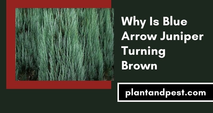 Why Is Blue Arrow Juniper Turning Brown