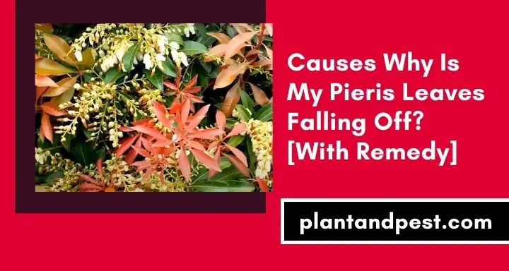Why Is My Pieris Leaves Falling Off