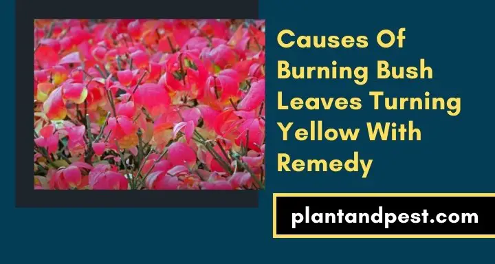 Causes Of Burning Bush Leaves Turning Yellow