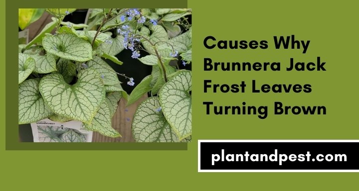Causes Why Brunnera Jack Frost Leaves Turning Brown