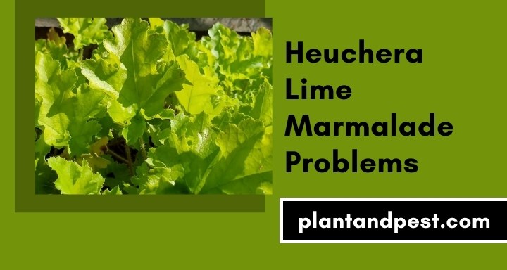 Heuchera Lime Marmalade Problems