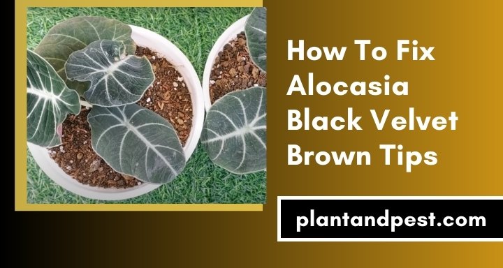 How To Fix Alocasia Black Velvet Brown Tips