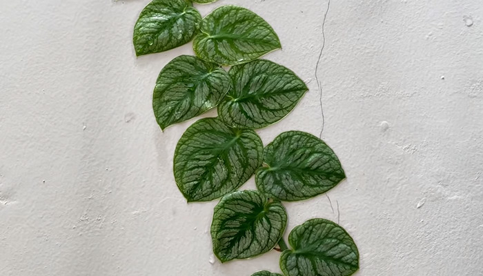 Monstera Dubia Plant