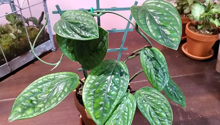 Monstera Peru