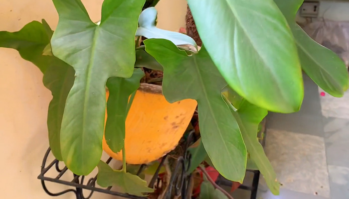 Horse head philodendron