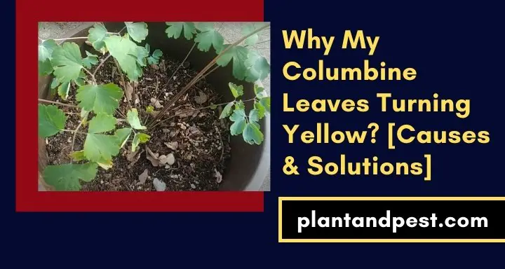 Why My Columbine Leaves Turning Yellow