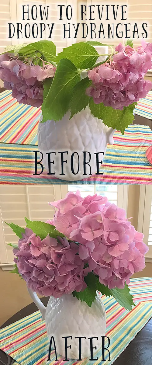 How to Fix Drooping Hydrangeas