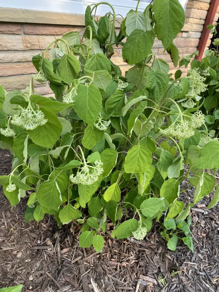 Hydrangea Leaves Drooping