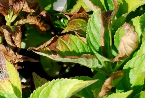 Hydrangea Leaves Wilting And Turning Brown