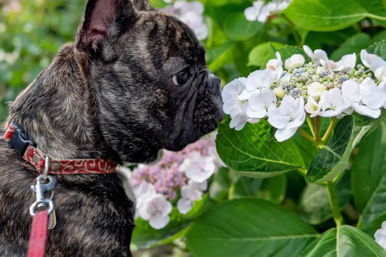 Is Hydrangea Poisonous to Dogs