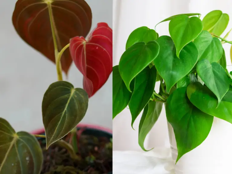 Philodendron Hederaceum Vs Micans