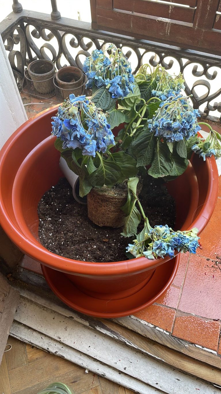 Problems With Hydrangeas in Pots