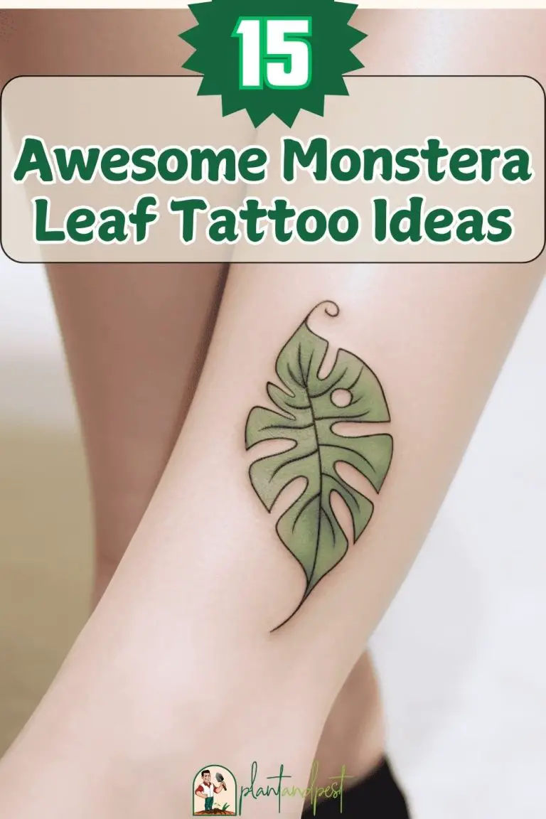 Monstera Tattoo Ideas