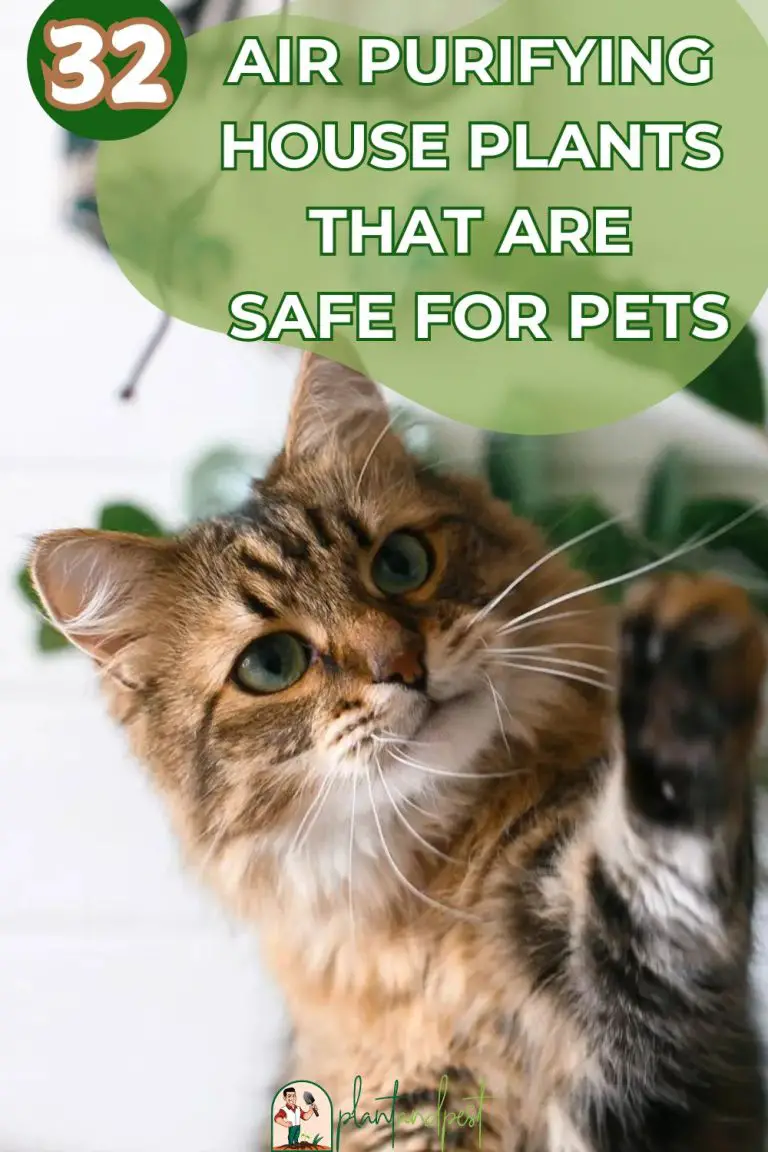 Best Indoor Plants for Air Purification Safe for Pets