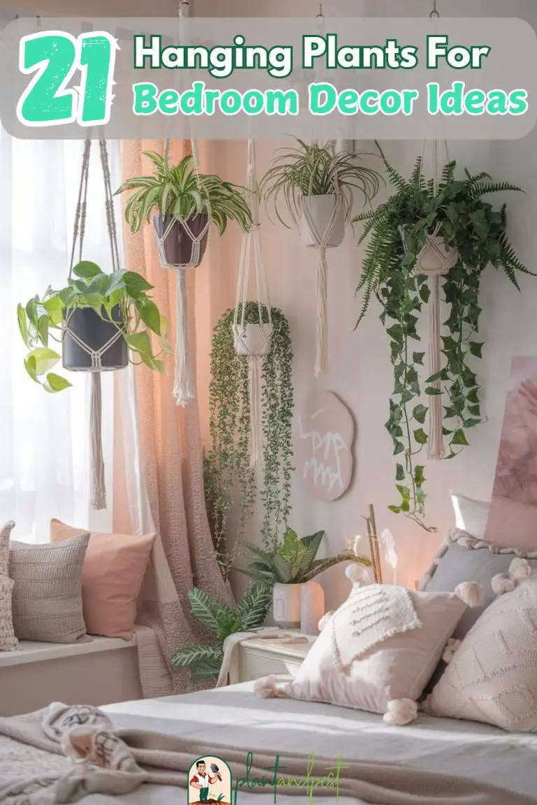 Hanging Plants for Bedroom Decor