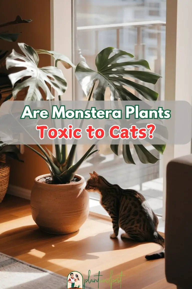 Are Monstera Plants Toxic to Cats