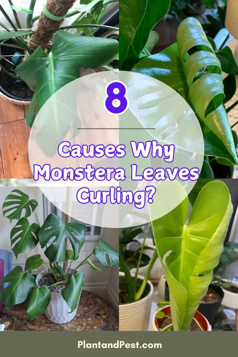 Monstera Leaves Curling