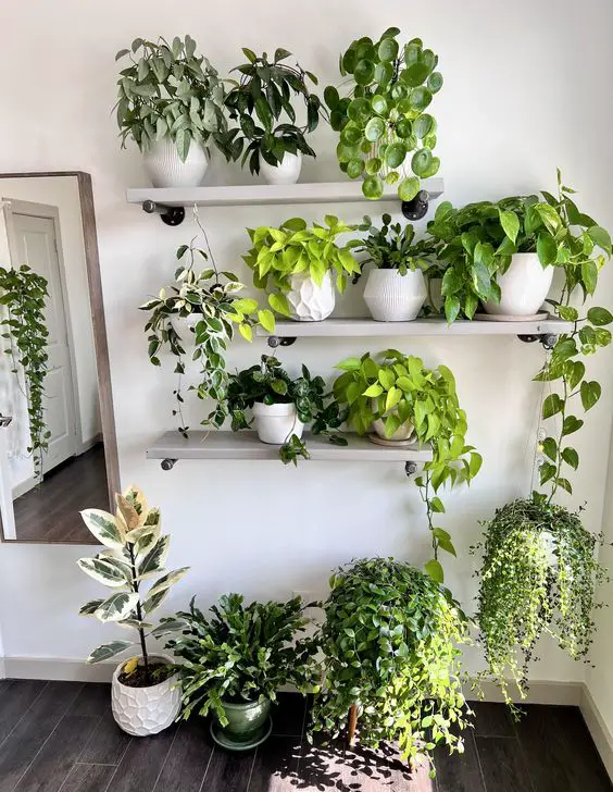 Floating Shelves with Potted Plants