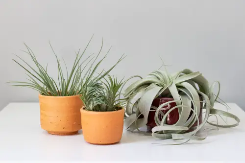 Air Plants (Tillandsia)