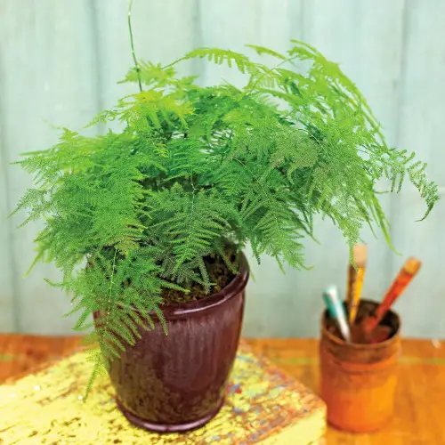 Asparagus Fern (Asparagus setaceus)