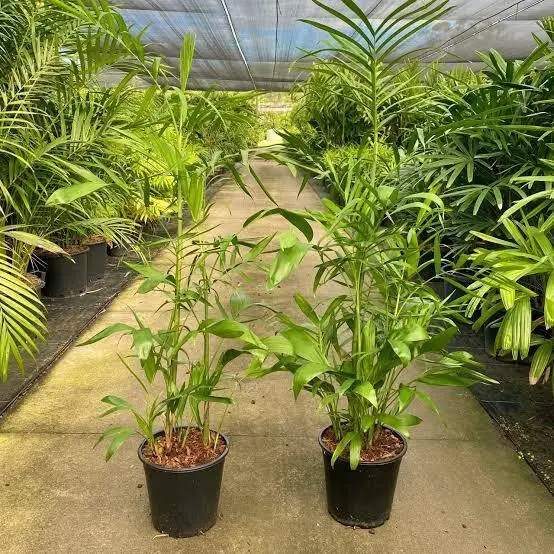 Bamboo Palm (Chamaedorea seifrizii)