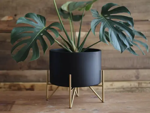 Black Matte Planter with Gold Legs