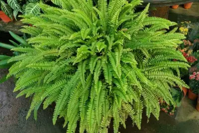 Boston Fern (Nephrolepis exaltata)