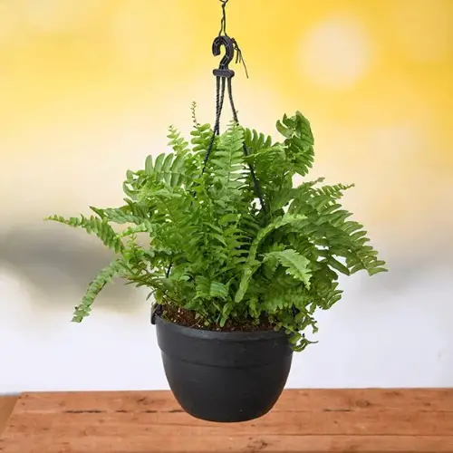 Boston Fern (Nephrolepis exaltata)