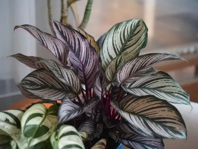 Calathea (Calathea spp)