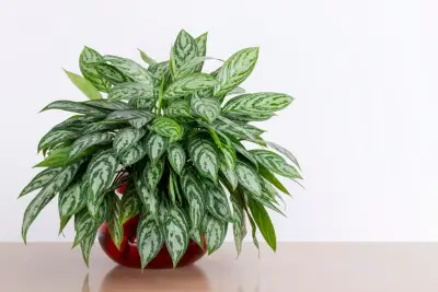 Chinese Evergreen (Aglaonema)