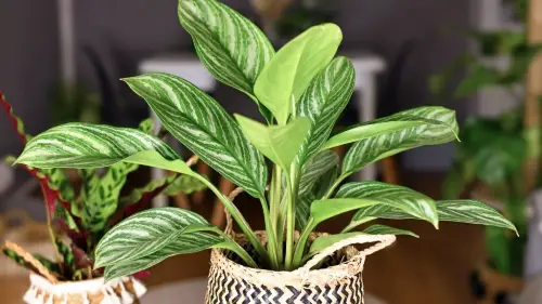 Chinese Evergreen (Aglaonema)