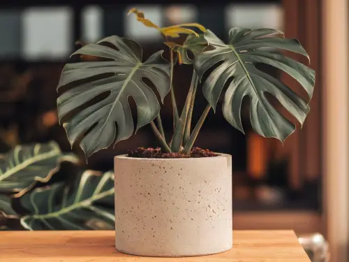 Concrete Cylinder Planter