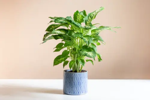 Dumb Cane (Dieffenbachia)