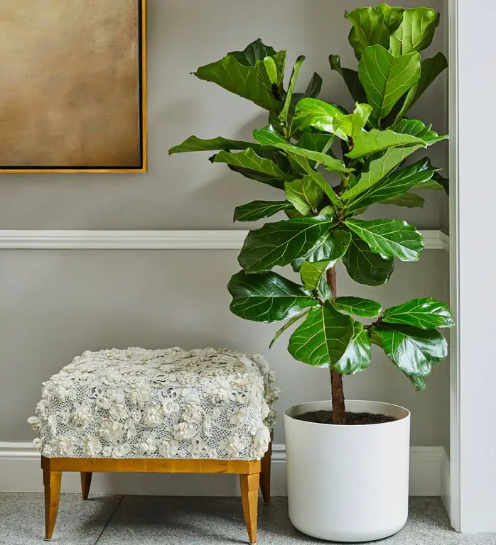 Fiddle Leaf Fig