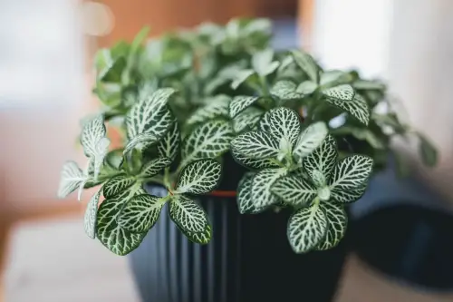 Fittonia (Nerve Plant)