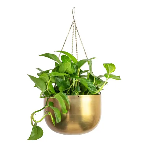 Golden Pothos (Epipremnum aureum)