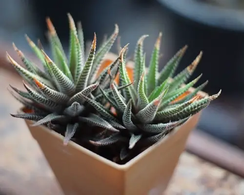 Haworthia (Haworthia spp.)