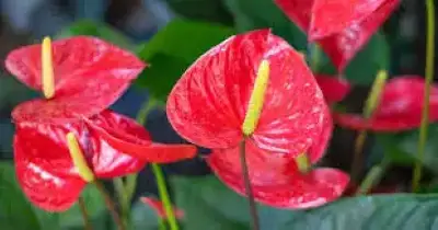 Laceleaf (Anthurium andraeanum)