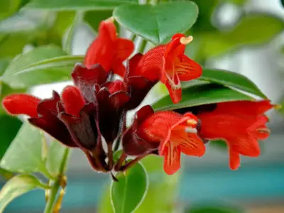 Lipstick Plant (Aeschynanthus radicans)