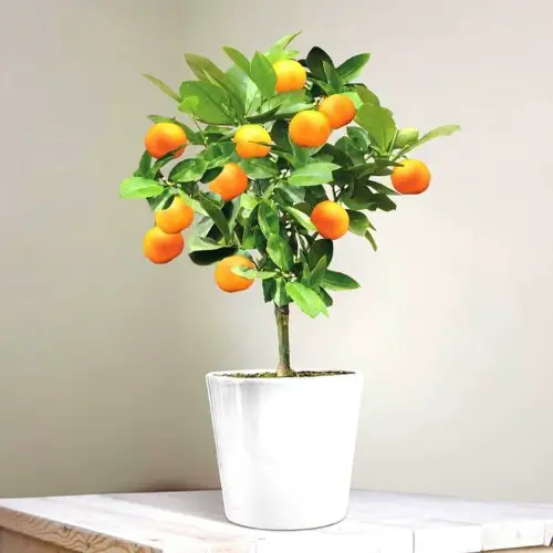 Miniature Citrus Trees (Citrus spp.)