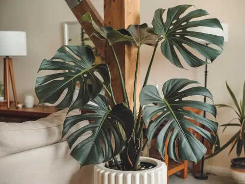 Monstera Plant